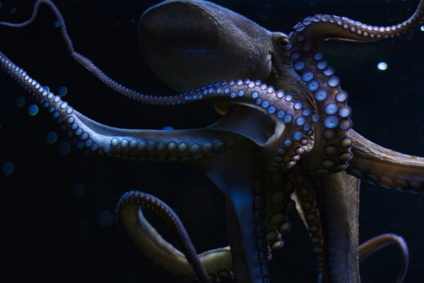 Как зайти на kraken маркетплейс