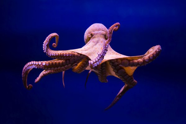 Kraken market ссылка тор