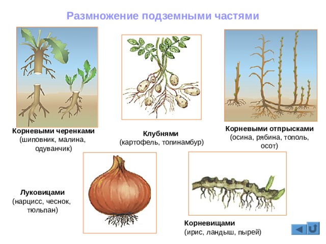 Кракен официальная ссылка kraken torion